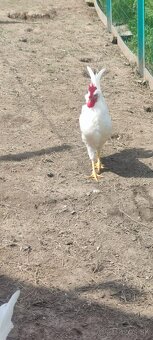 Kohút Leghorn - 2