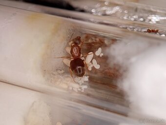 Mravec domácí (Lasius emarginatus) - 2