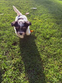 Yorkshire biewer - 2