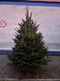 Živé vianočné stromčeky - 2