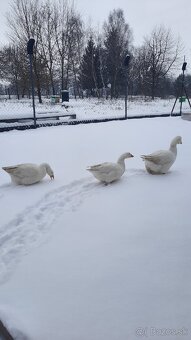 Chovný kmeň - biela hus - 2