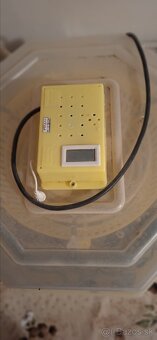 Predám liaheň Cleo s digitálnym teplomerom - 2