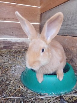 Burgundsky králik - 2