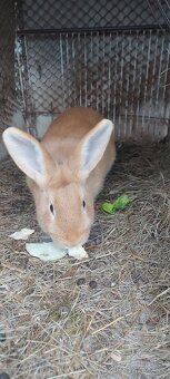 Burgundsky,samica - 2