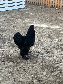 Brahmanka veľká čierna - 2