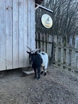 Holandská minikoza - cap - 2