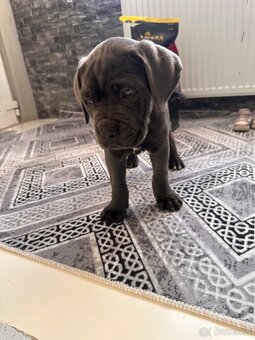 Cane corso - 2