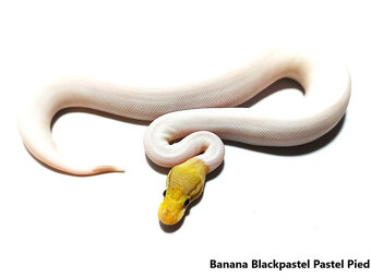 Python regius odchov 2024 - lacnejšie - 2