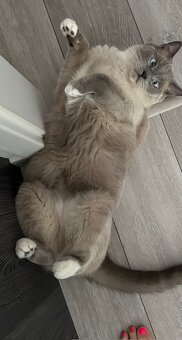Darujem Ragdoll x Brit kocur - 2