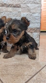 Yorkshire terrier - 2