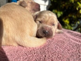 Zlatý retríver – šteniatka - 2