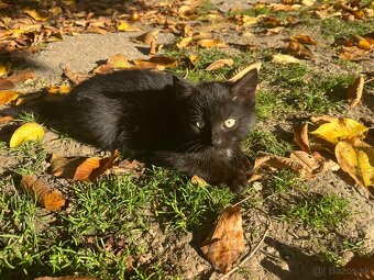 Darujem malého kocúra - 2