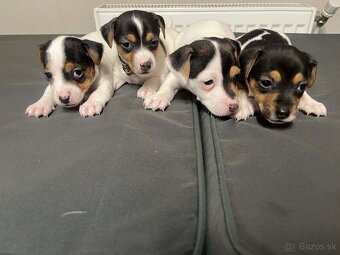 Jack Russel terrier🐶🐾 - 2