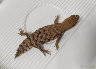 Egernia depressa - 2