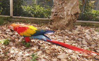 ARA arakanga macao - 2