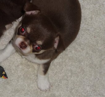 čivava krátkosrstá - 2