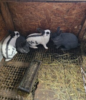 Český strakáč modrý alebo čierny - 2