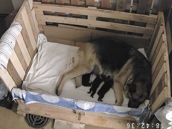 Nemecký ovčiak - 2