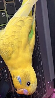 Predám/vymením - 2