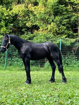 Frízsky žrebec - 2