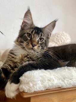 Mainská mývalia, Maine Coon, MCO s PP - 2