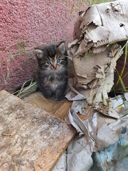 Maine coon - 2