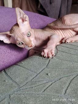 Kanadský sphynx - 2