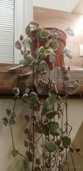 Izbová rastlina - 2