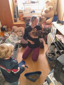 Predám králika - 2