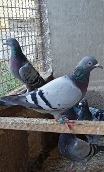 Poštové holuby - 2