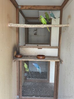 Alexaner maly opalin/h.ch,h.ch violet, modrý - 2