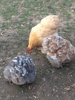 Násadové vajíčka - 2