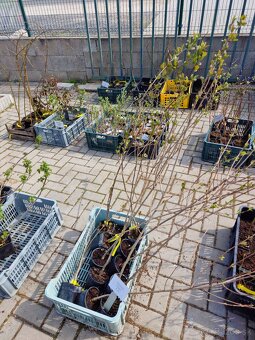 Aronia - 2