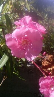 Oleander - 2