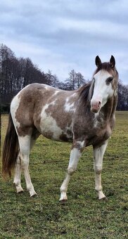 APH APHA PAINT HORSE ŽREBEC pripúšťanie - 2