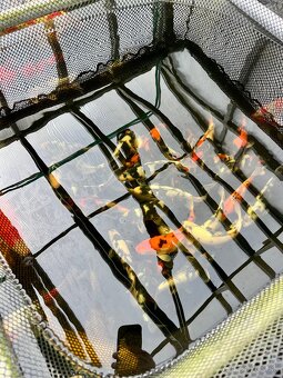 Predaj KOI kaprov GIN RIN KOHAKU 30-40cm 90€ - 2