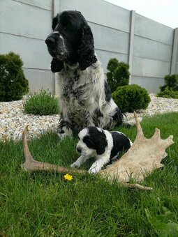 Šteniatko anglicky springer španiel - 2
