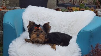 Yorkshire terrier - 2