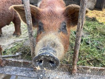 Mangalica červená - 2