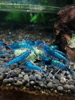 Neocaridina Blue Dream - 2