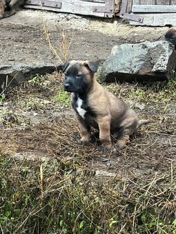 Belgický ovčiak Malinois - 2