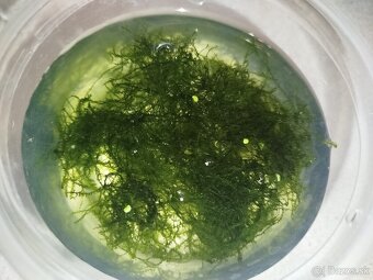 Jávsky mach – zdravý, hustý, čerstvý - 2