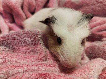 Morské prasiatka - 2