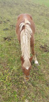 Chladnokrvný žrebec - 2