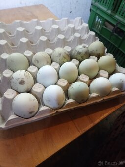 Nasadove vajicka - 2