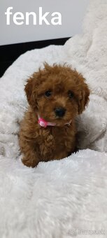 Pudel trpasličí - 2