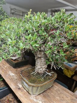 BONSAI Dub korkový Quercus suber 1 - 2