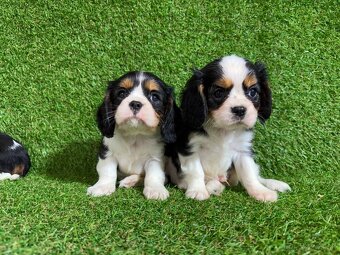 Cavalier King Charles Spaniel - 2