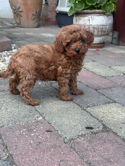 Toy Pudel - 2