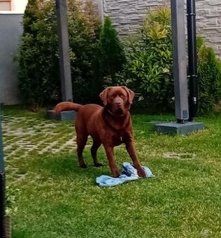 Labrador hnedý na krytie - 2